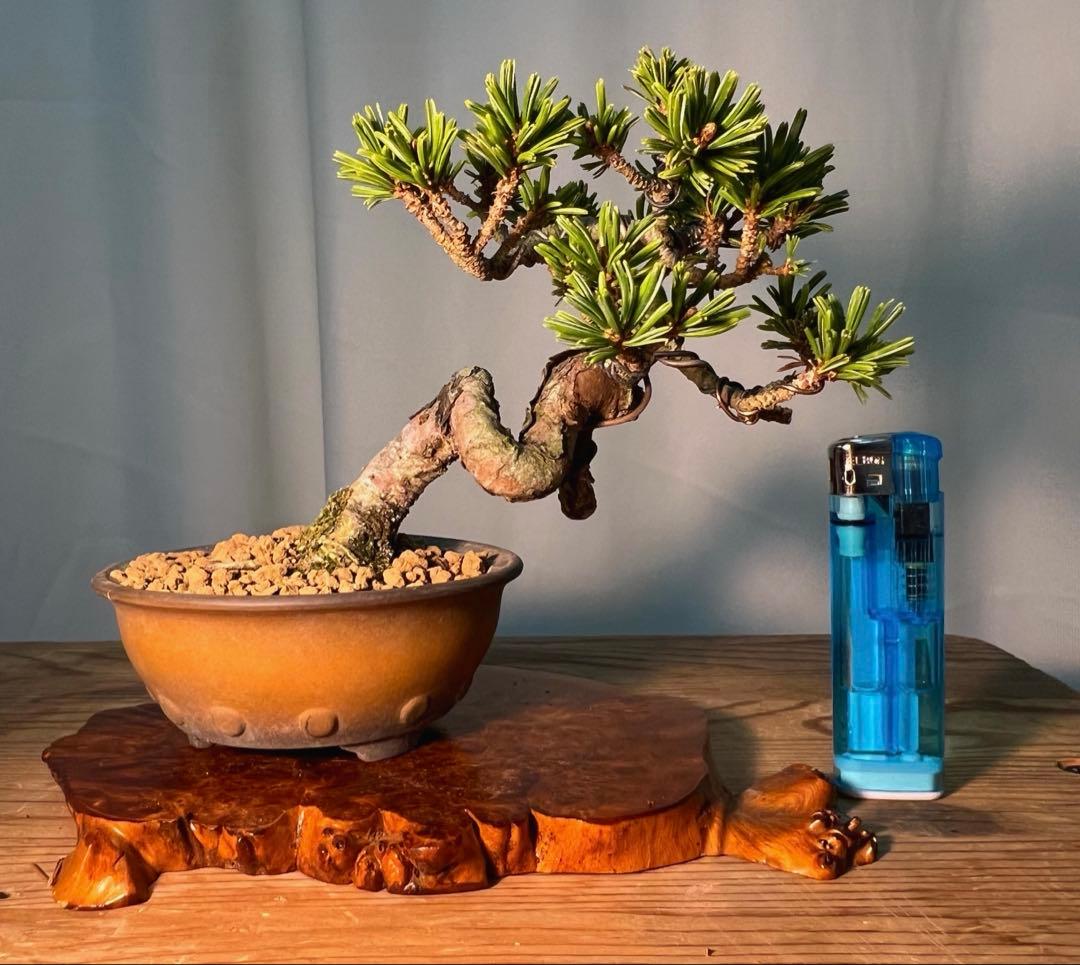 八房五葉松　獅子丸