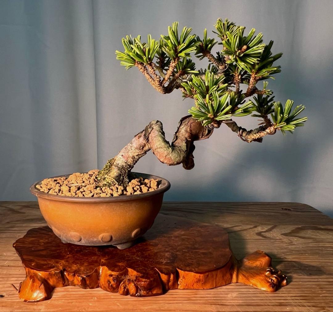 八房五葉松　獅子丸