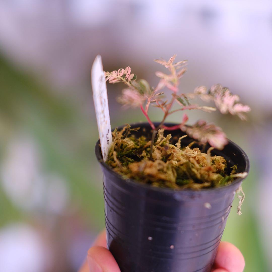 Phyllanthus urinaria Pink｜フィランサス・ウリナリア③