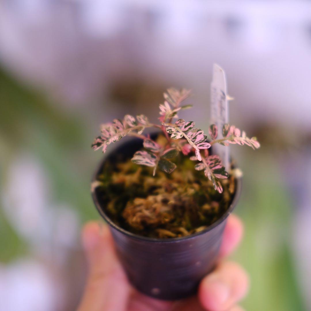 Phyllanthus urinaria Pink｜フィランサス・ウリナリア③