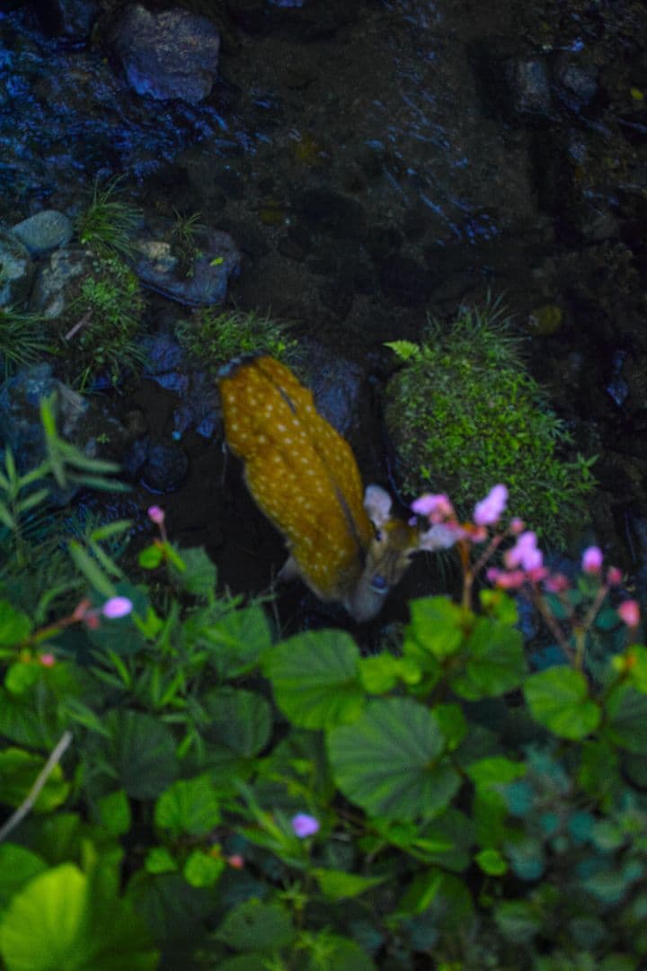 (作例あり)SIGMA DP2 Merrill ややセンサー汚れあり