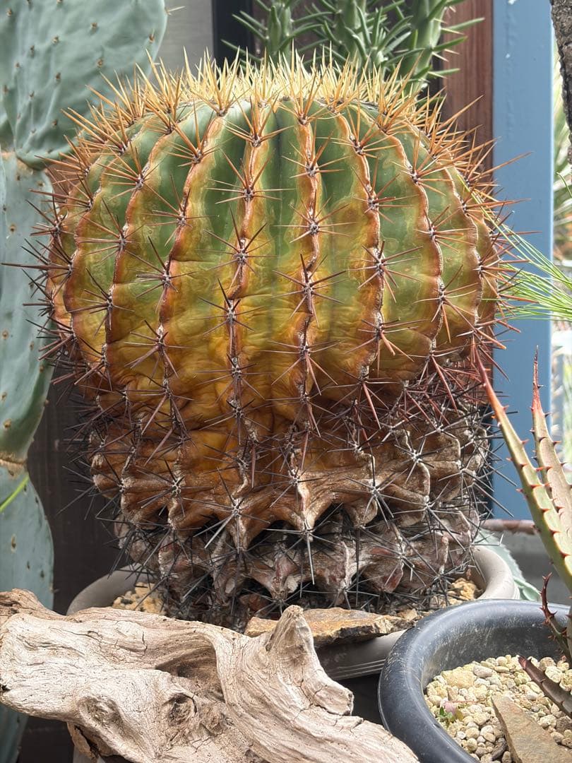 フェロカクタス文鳥丸　古大株◇ドライガーデン多肉サボテン実生アガベ ユッカ島ヤシ