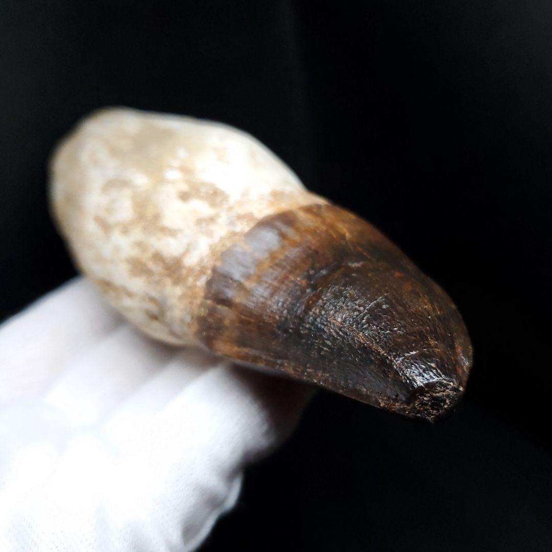 特大 歯根付き モササウルス 化石 歯 本物  123.82mm mos74