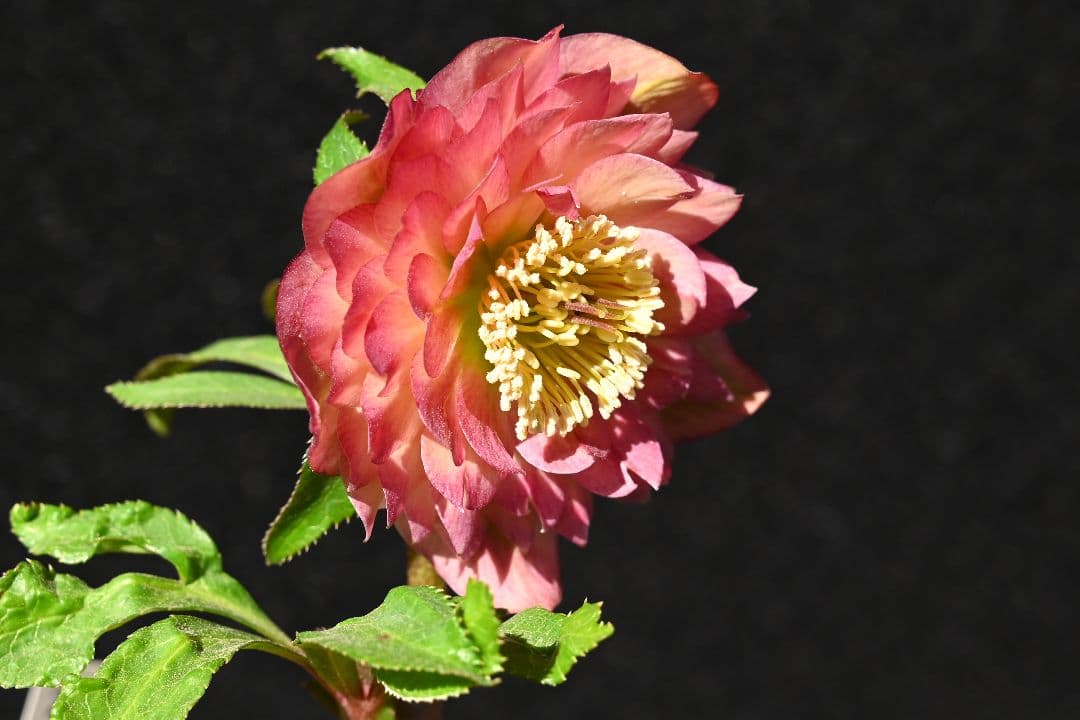 クリスマスローズ　多弁系アプリコット　加藤農園