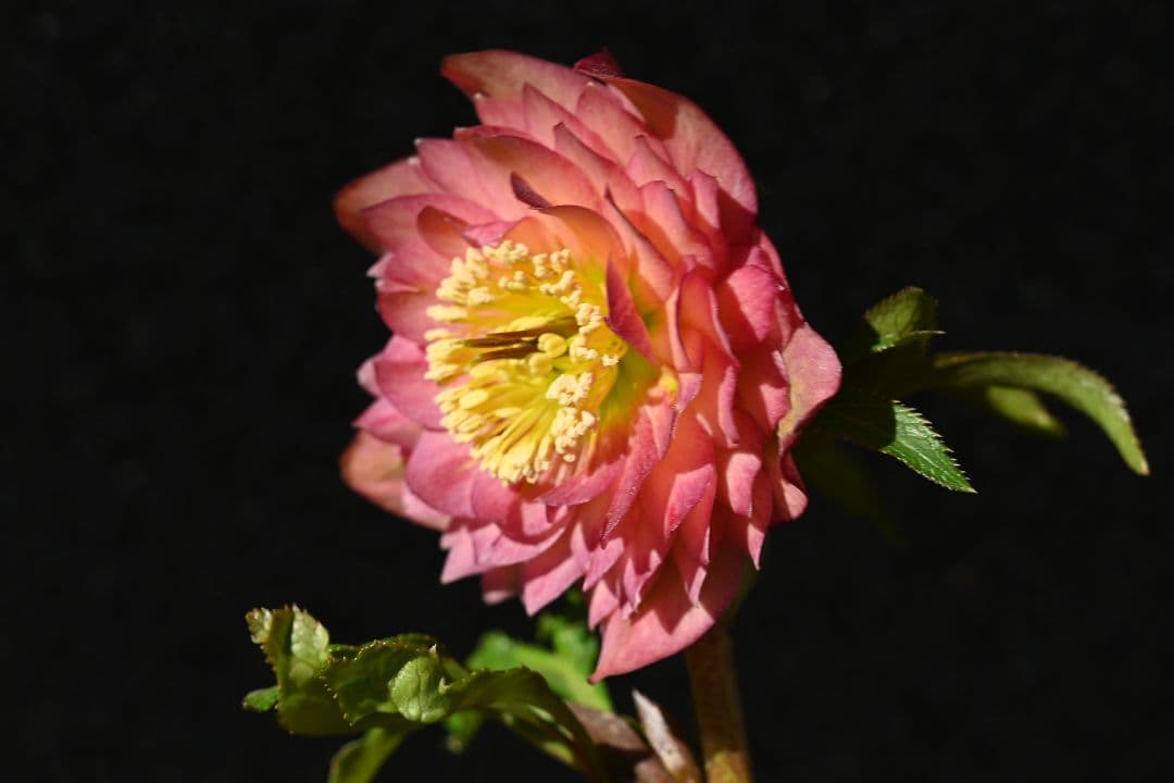 クリスマスローズ　多弁系アプリコット　加藤農園