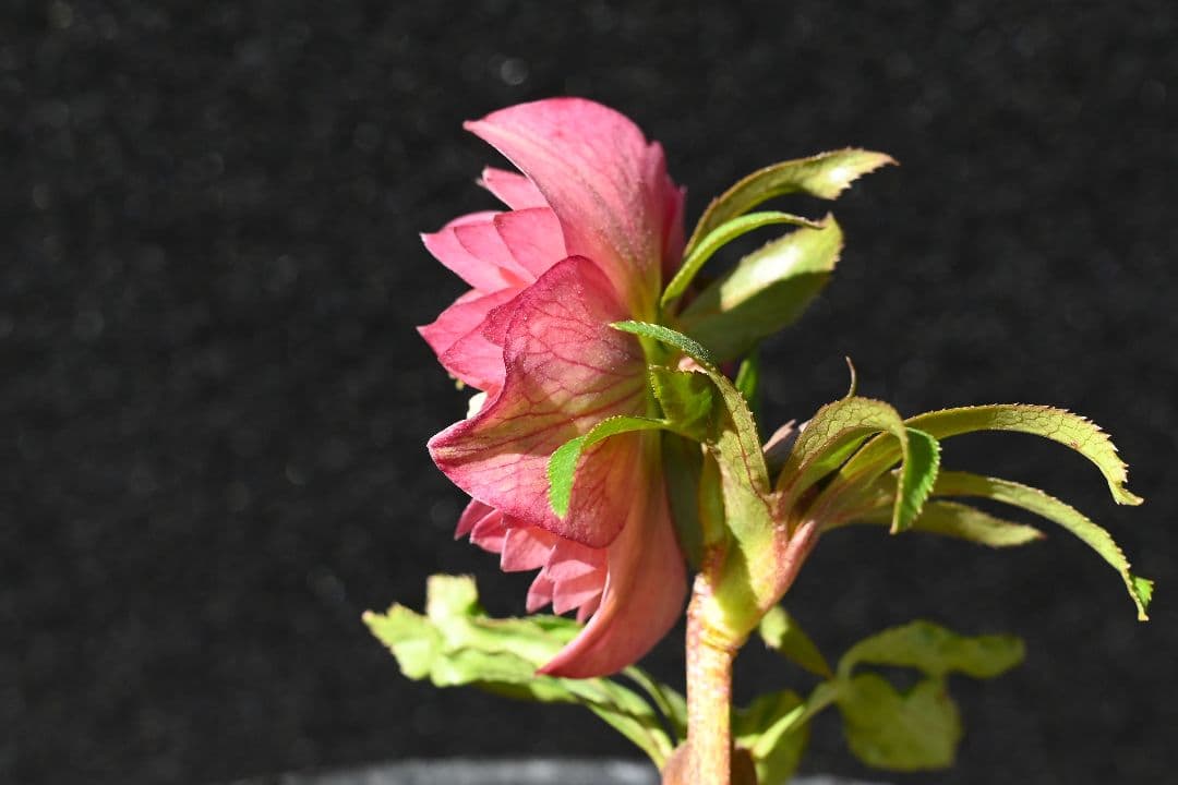 クリスマスローズ　多弁系アプリコット　加藤農園