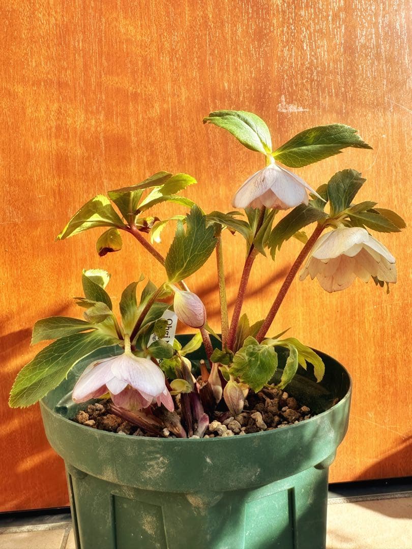 クリスマスローズ　ノスタルジアdd 交配苗