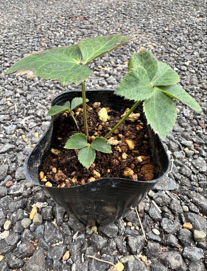 クリスマスローズ　ノスタルジアdd 交配苗