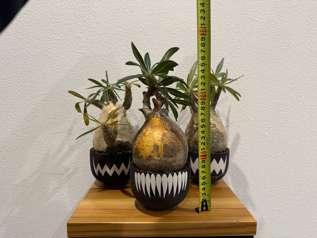 塊根植物 パキポディウム・グラキリス　VALIEM 鉢セット　バリエム