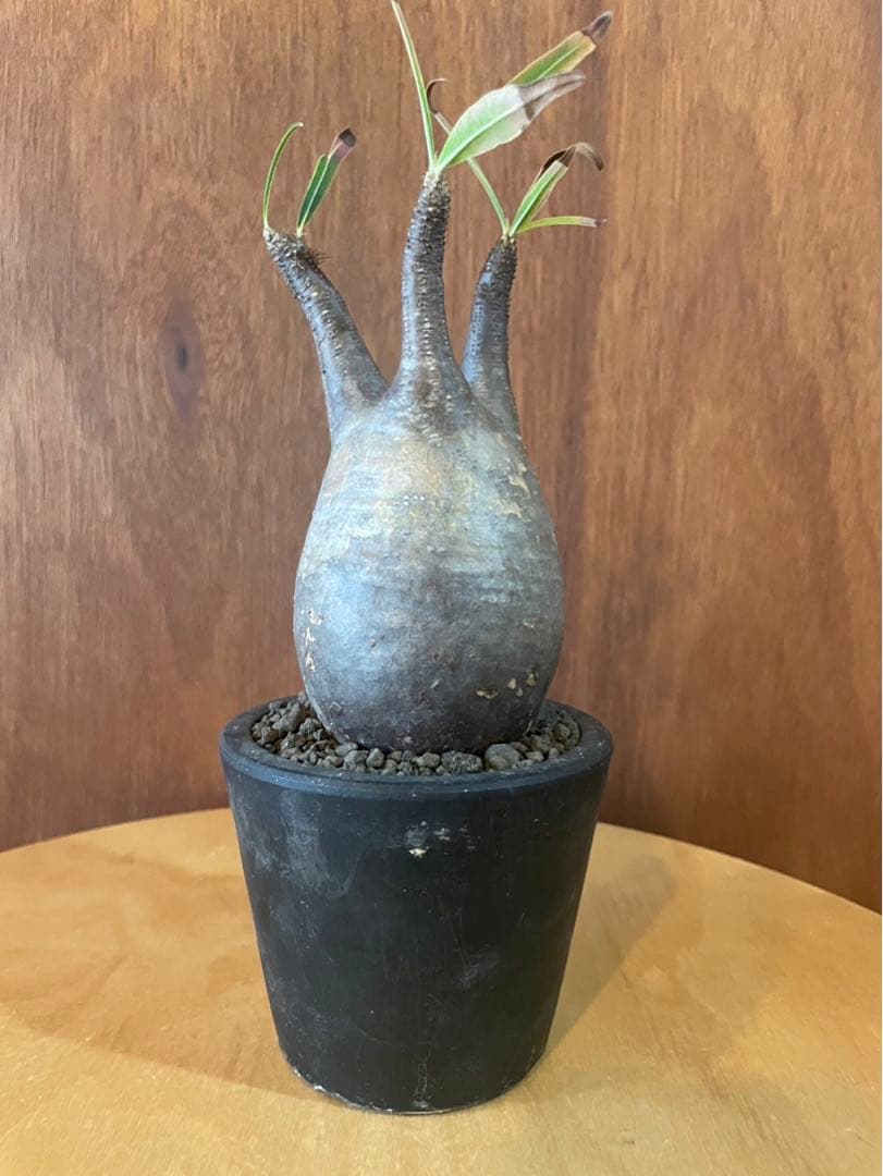 グラキリス　中　現地球　サンデルシー種子10粒プレゼント