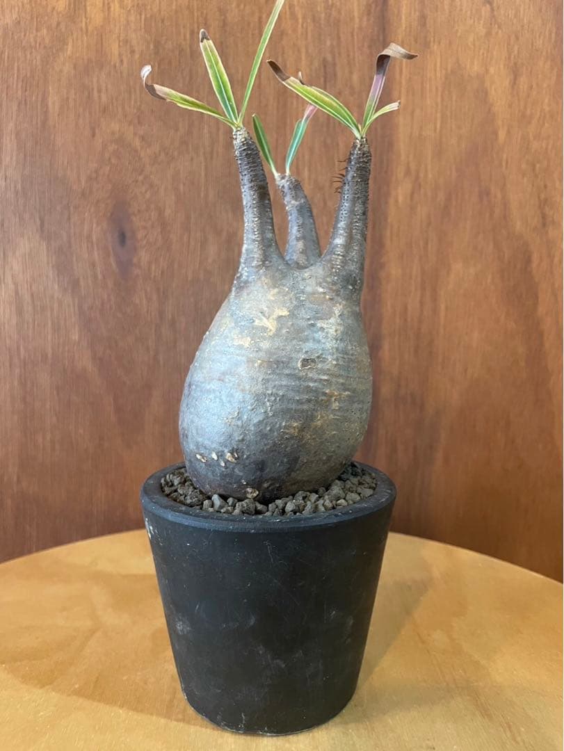 グラキリス　中　現地球　サンデルシー種子10粒プレゼント