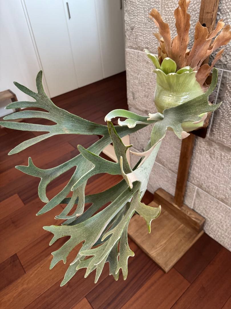 P.SailorMoon pewchan F306 子株 セーラームーン ビカク