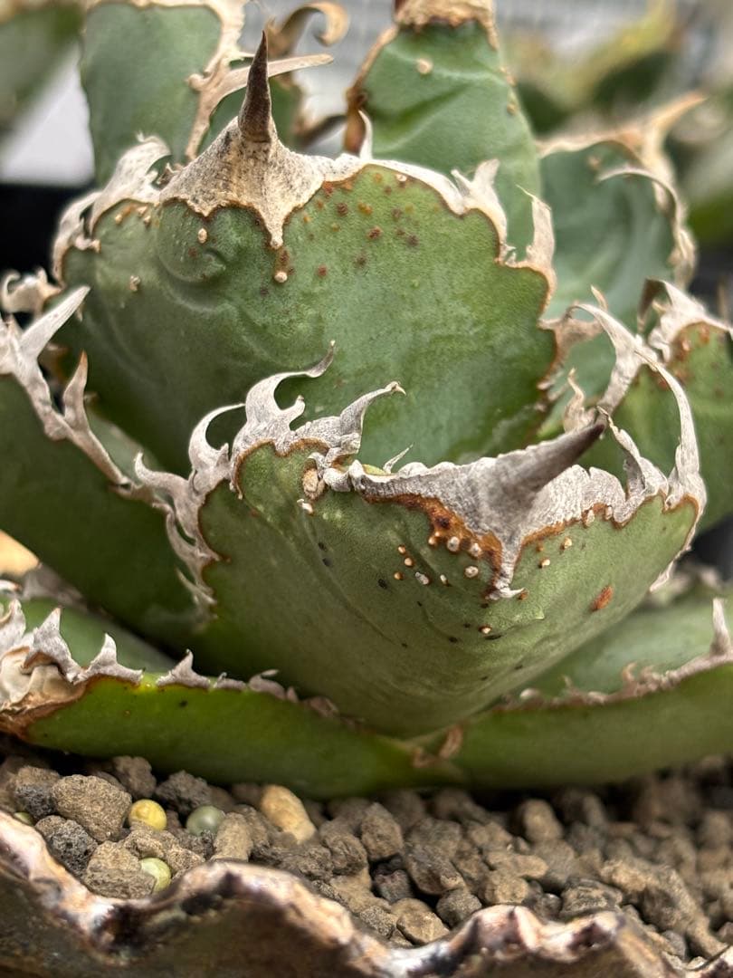 m*s様 【親株限定1株】アガベ　麻花龍　マカロン　Lize産　 / 冰雹　蚩尤