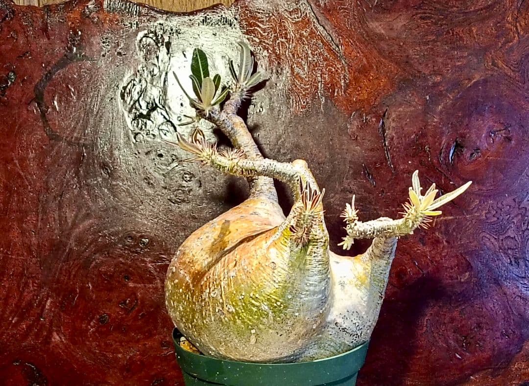 塊根幅約13センチ　パキポディウム　グラキリス