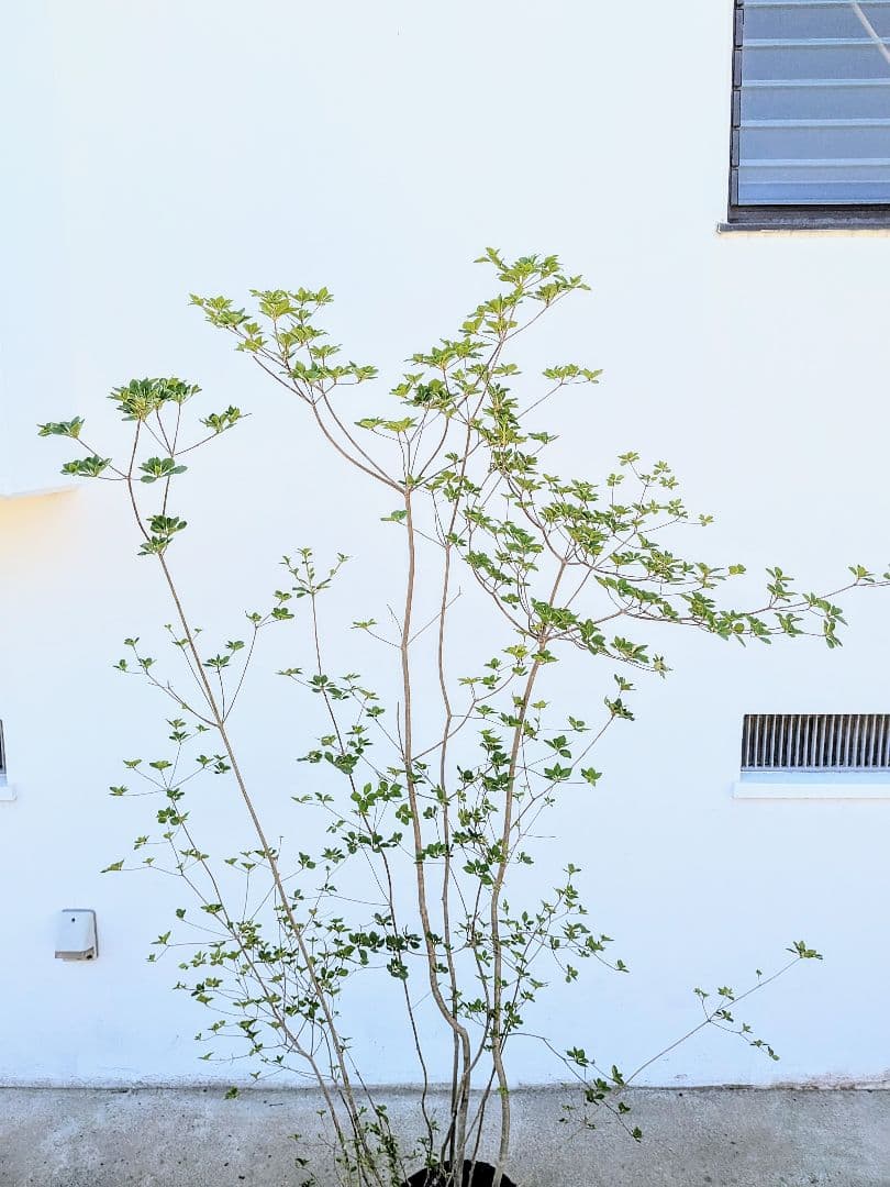 山採り鉢植え。天然ドウダンツツジ。