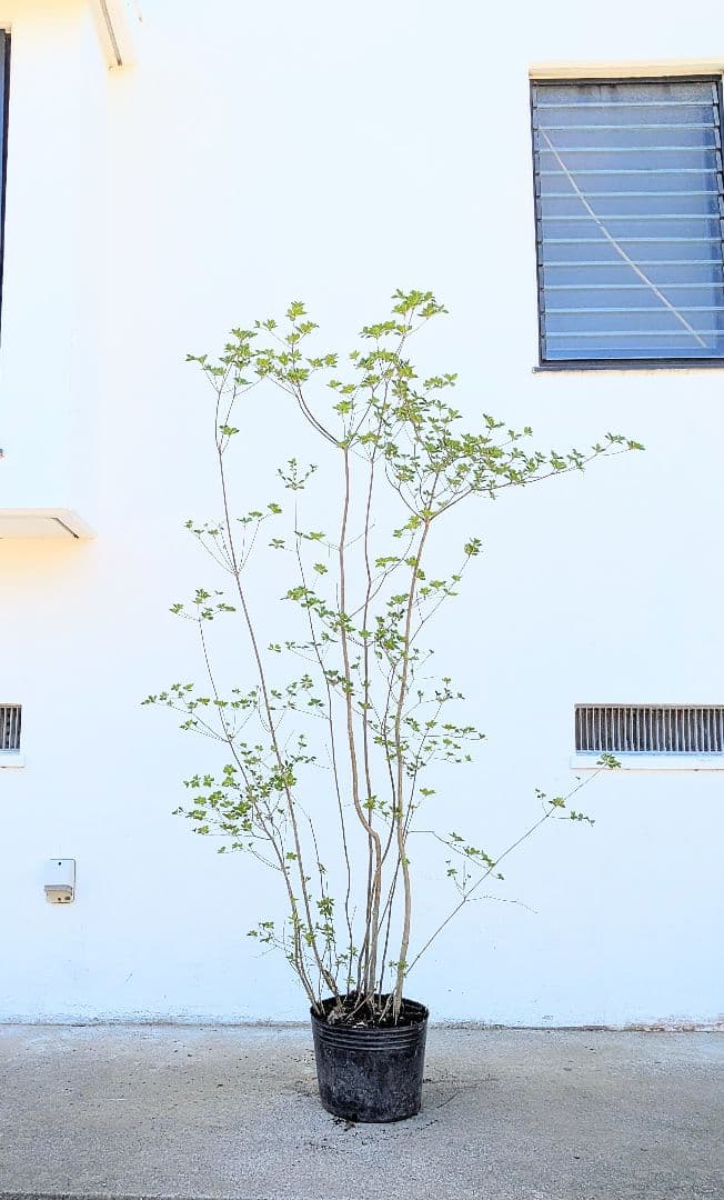 山採り鉢植え。天然ドウダンツツジ。