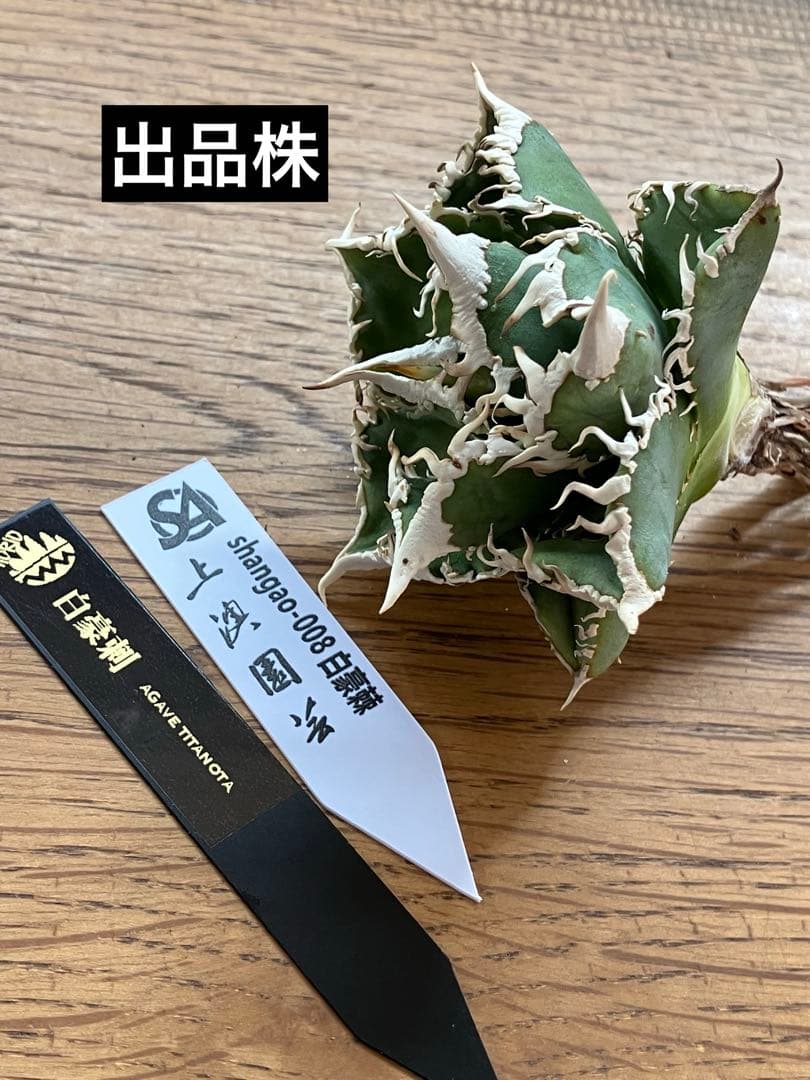 【オークション】10 超選抜　美株　太棘　アガべ　チタノタ　白豪刺　TC