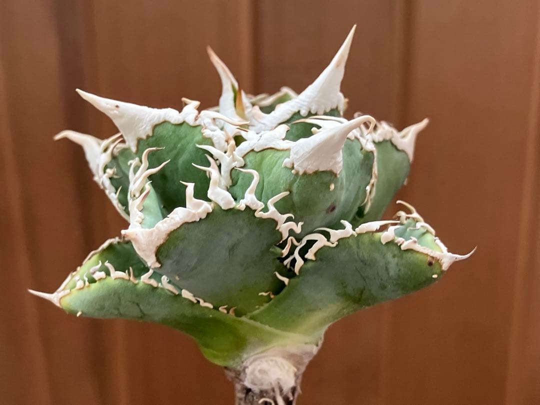 【オークション】10 超選抜　美株　太棘　アガべ　チタノタ　白豪刺　TC