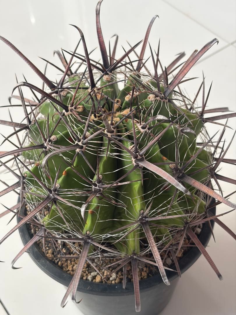 耐寒性サボテン　フェロカクタス巨鷲玉　大苗◇ドライガーデン多肉アガベ ユッカ南国