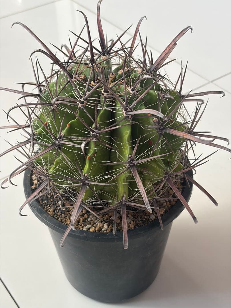 耐寒性サボテン　フェロカクタス巨鷲玉　大苗◇ドライガーデン多肉アガベ ユッカ南国