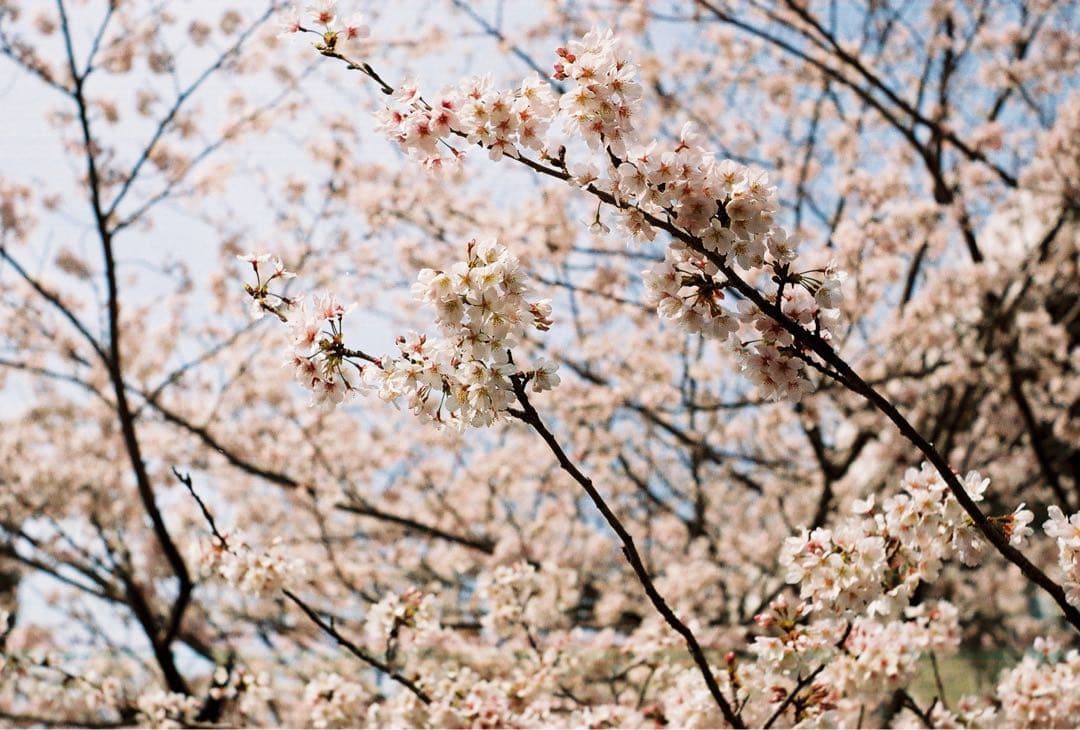 Leica Elmar（エルマー）50mm F3.5 (コーティングあり)