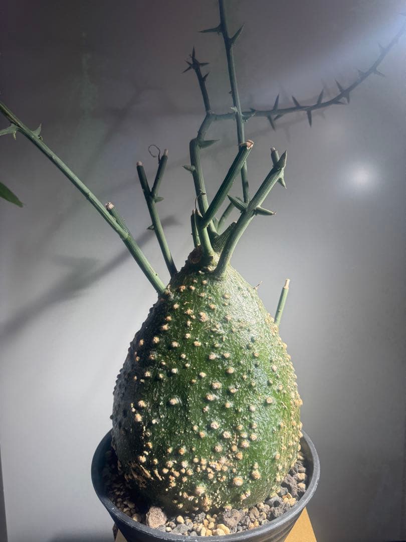 アデニア　グロボーサ　大株　美株　ムチムチ　塊根植物　コーデックス