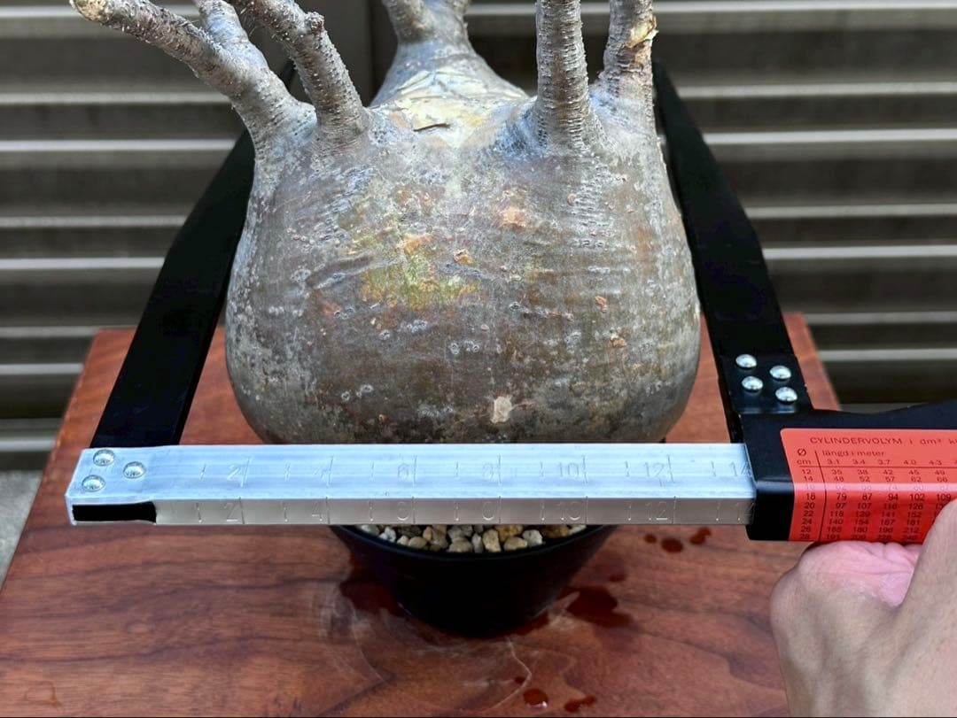 パキポディウムグラキリス 超良形 コレクション 中株 現地球