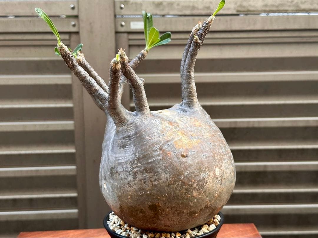 パキポディウムグラキリス 超良形 コレクション 中株 現地球