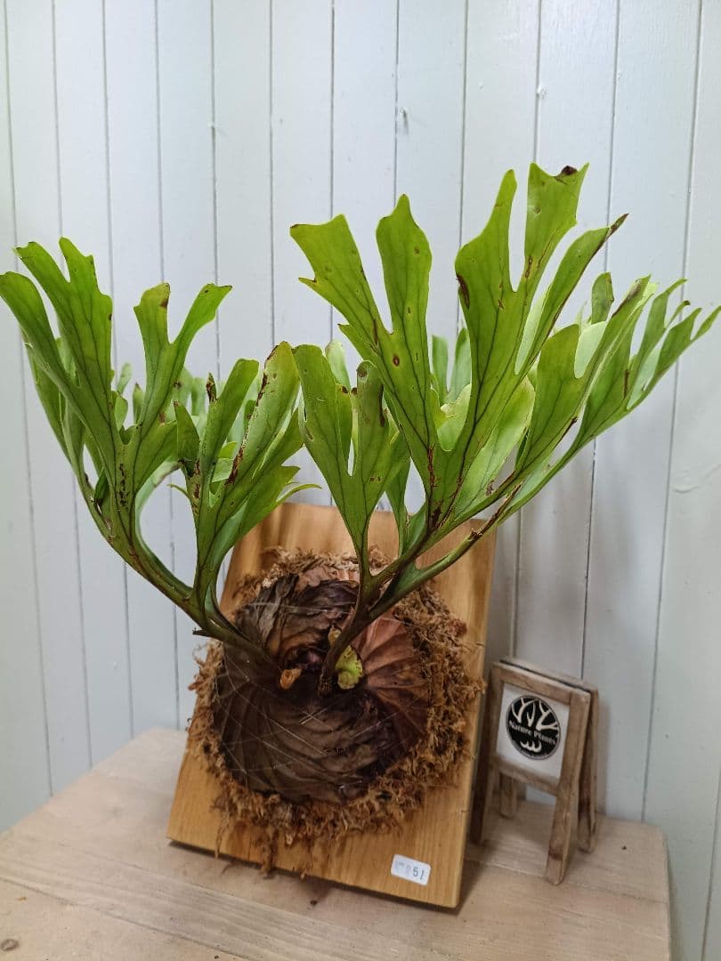 たっちゃんページK251【XLサイズ】 ビカクシダ リドレイ 1/27輸入