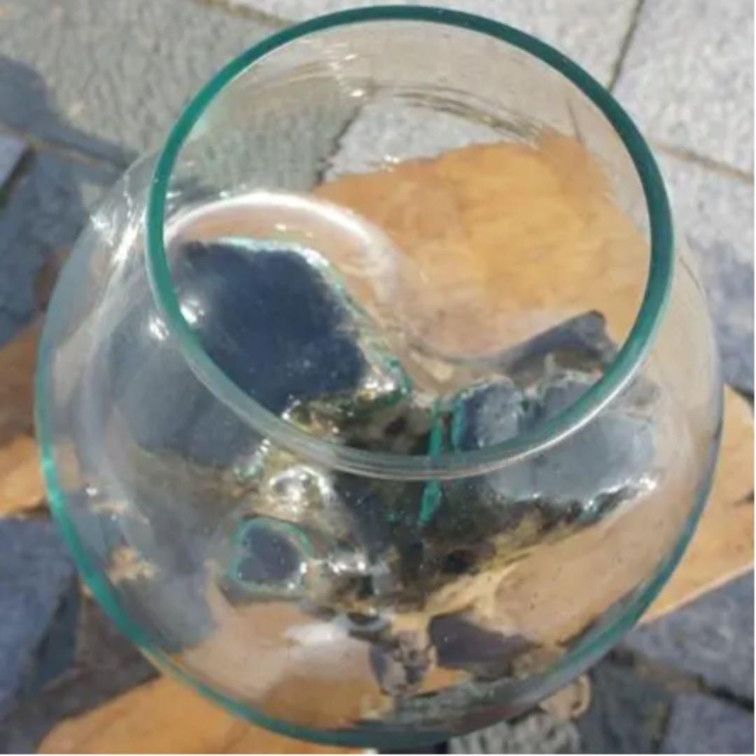 流木ガラス オブジェ超特大LH 花瓶 金魚鉢 ガーデニング テラリウム アート