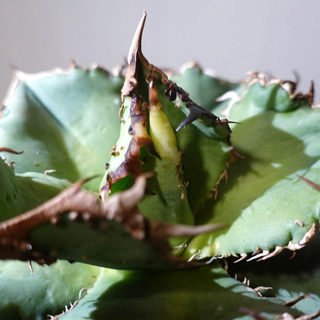 【超本命株】【現物出品】 1241アガベ チタノタ 蚩尤