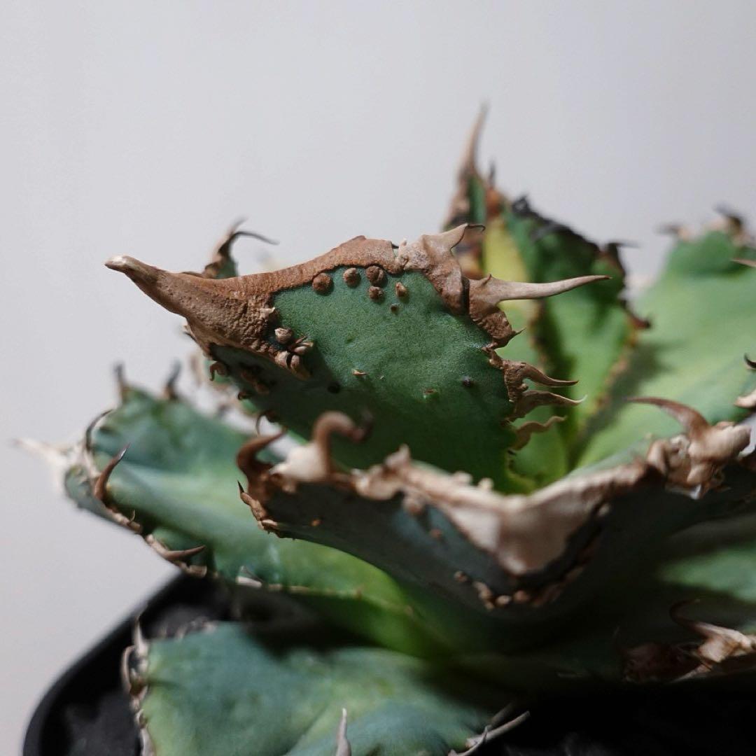 【超本命株】【現物出品】 1241アガベ チタノタ 蚩尤