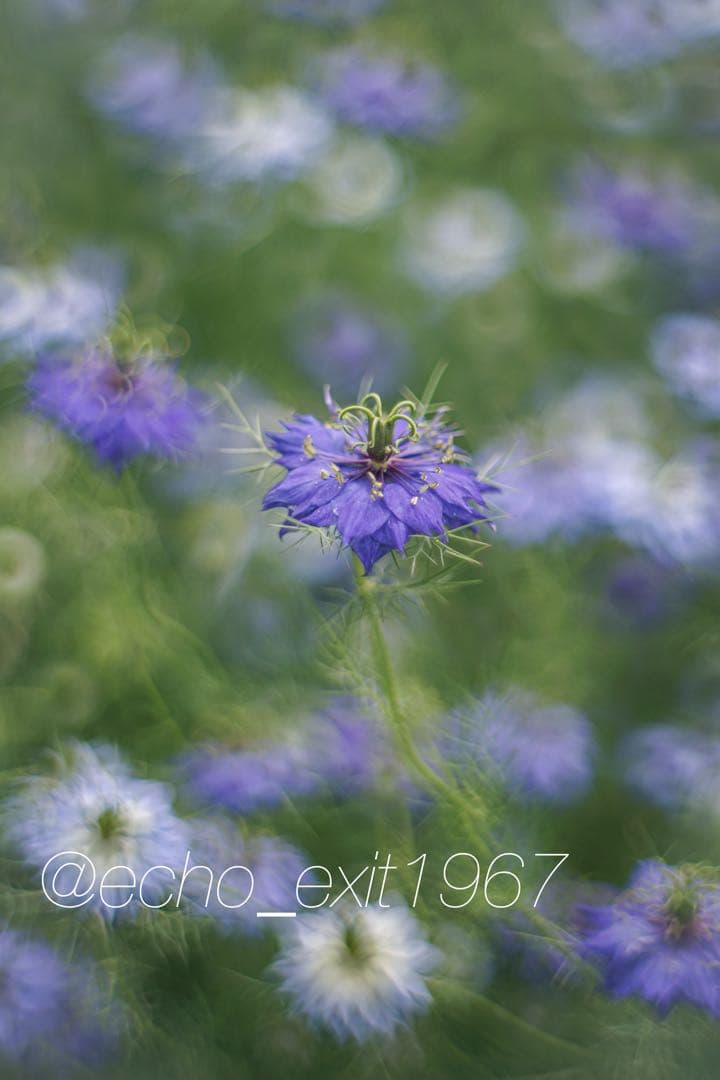 宝石レンズ Super Takumar 後期型　55mm f1.8 m