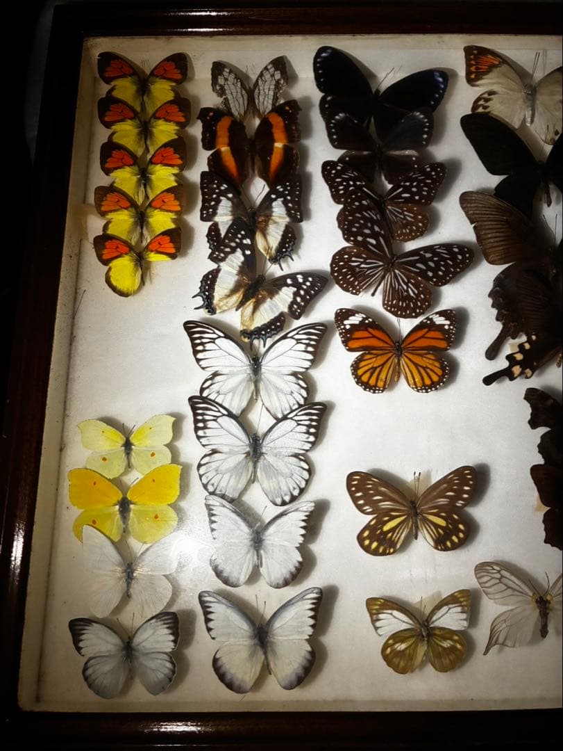 ま*る様 蝶　昆虫　カブトムシ　クワガタなどの標本　３つセット