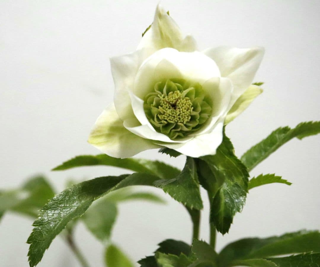 クリスマスローズ　開花株　シャルウィダンス　ホワイト　太めネクタリ