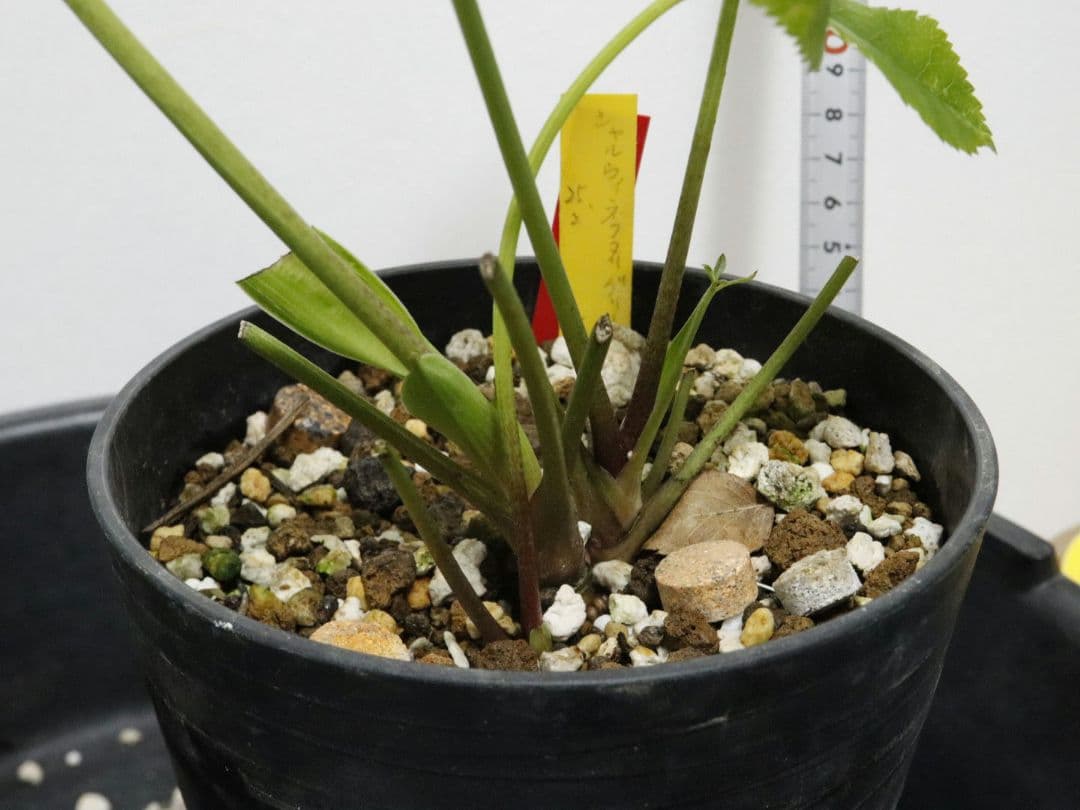 クリスマスローズ　開花株　シャルウィダンス　ホワイト　太めネクタリ