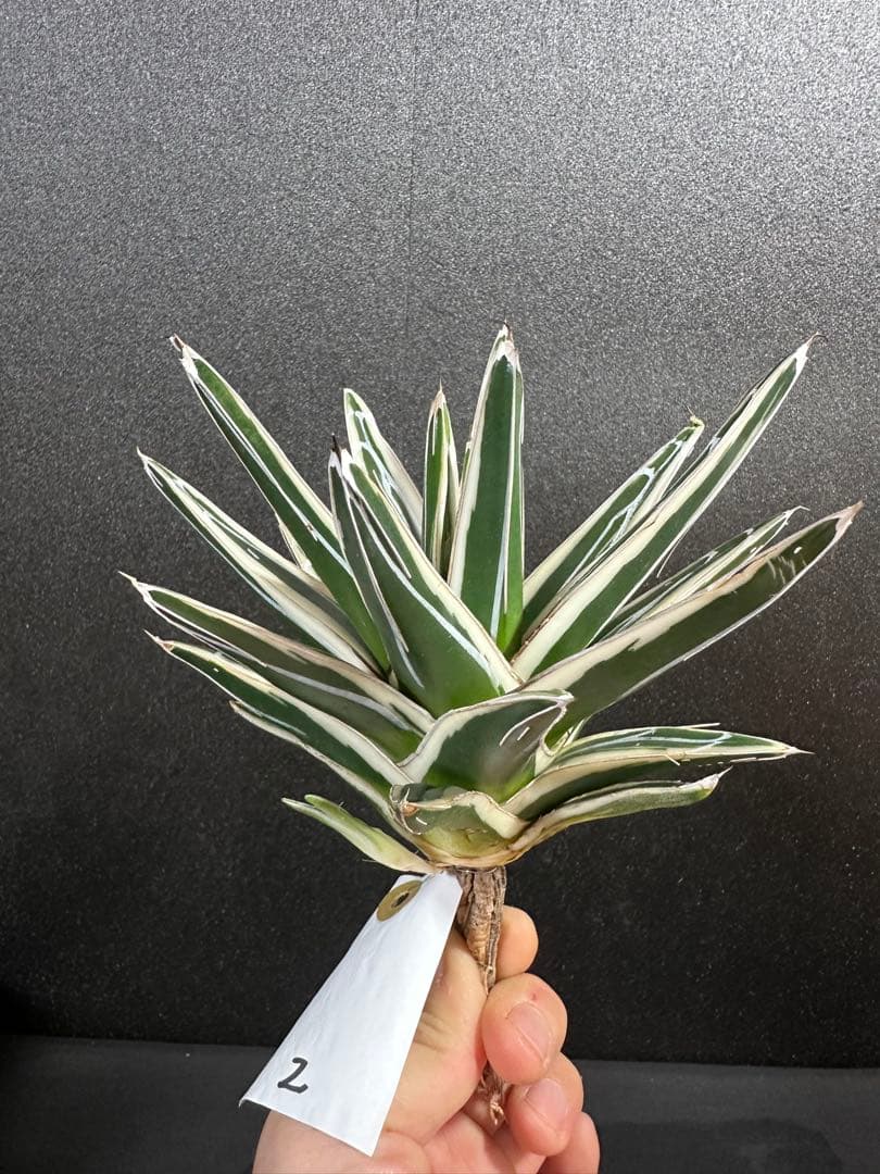 大特価【氷山　親株　完成苗⭐︎】　（アガべ　笹の雪）