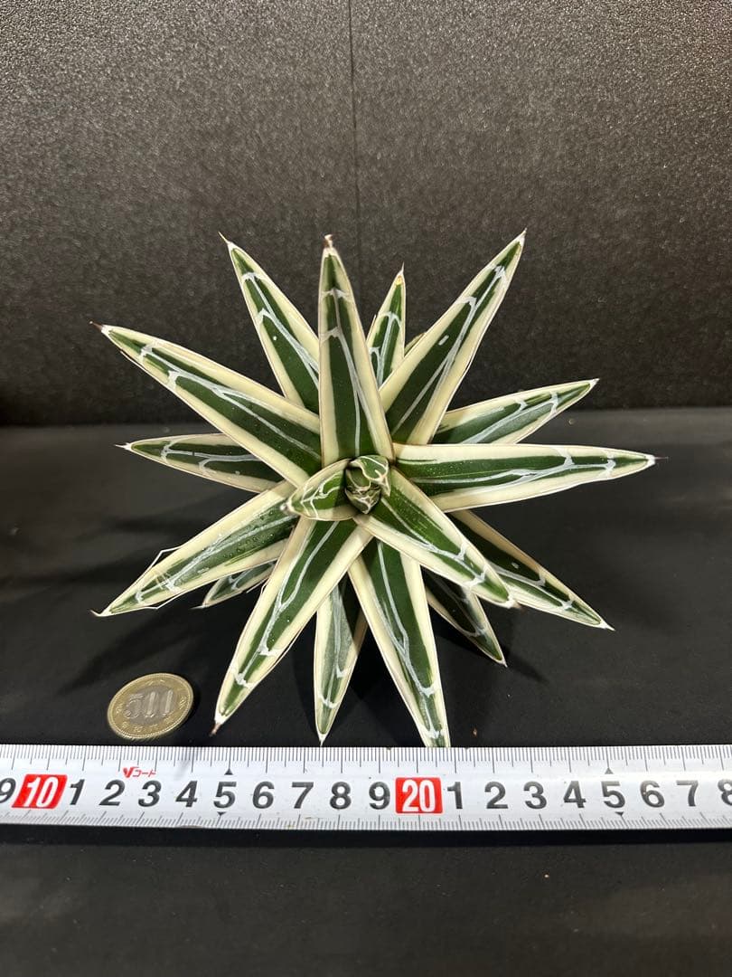 大特価【氷山　親株　完成苗⭐︎】　（アガべ　笹の雪）