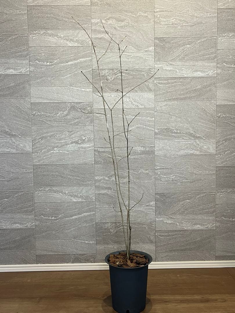 山採り天然　アオダモ　3本株立ち