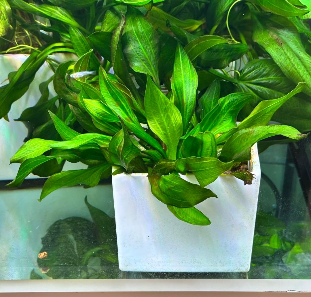 エキノドルス sp サターン　大株　3株まとめ　色鮮やかなグリーン