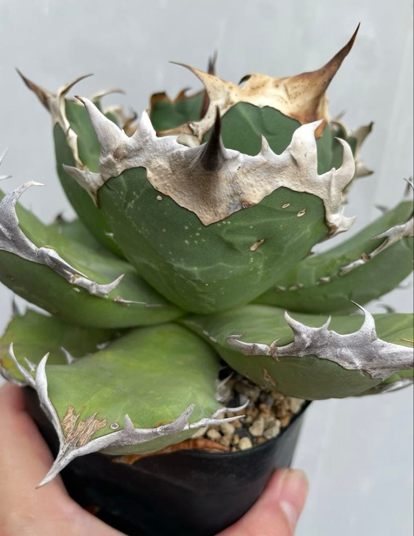 アガベ　オアハカ　オテロイ　子株出品　 big spine