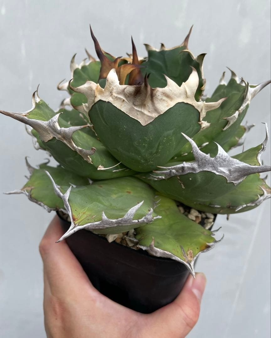 アガベ　オアハカ　オテロイ　子株出品　 big spine