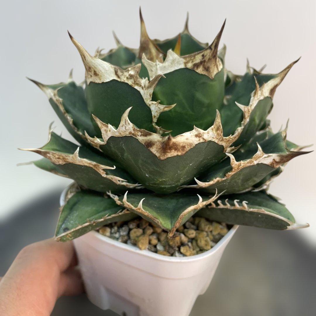 アガベ　オアハカ　オテロイ　子株出品　 big spine