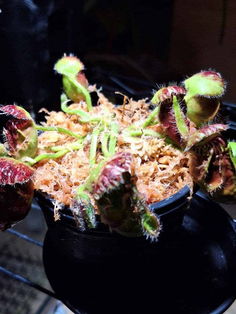 cephalotus follicularis 恵比寿 セファロタス