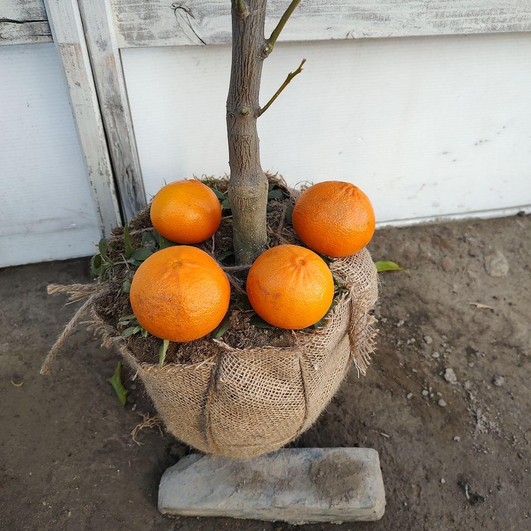 ド*ト様 麗紅 れいこう 5年生 苗木 登録品種 実つき！