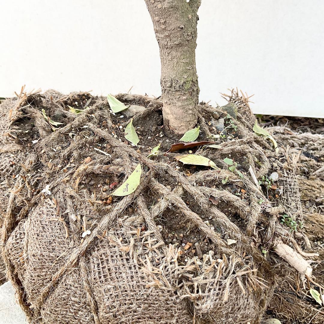 斑入りヒイラギ/ 1029