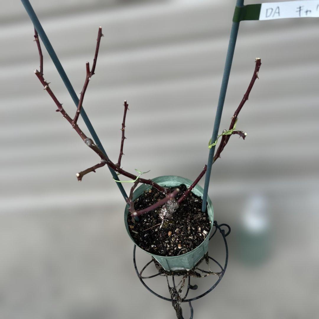 ❁ひろココ♡❁