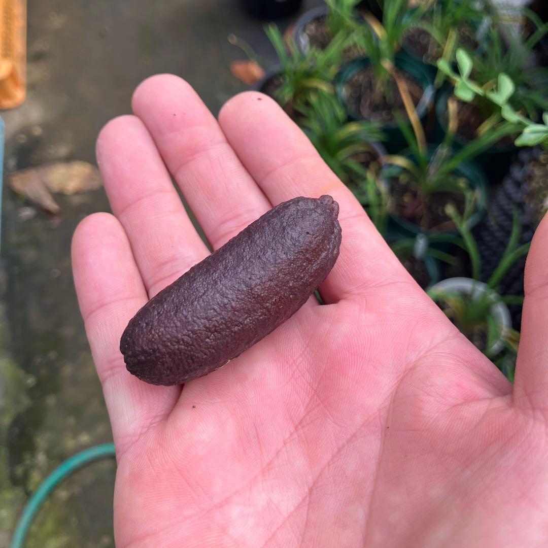 フィンガーライム　コレット　8年生