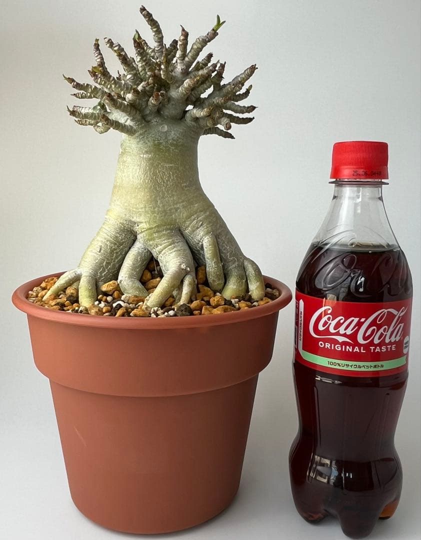 【極美タコ足/極太/塊根植物】アデニウム タイソコトラナム タコ足仕立て 鉢植え