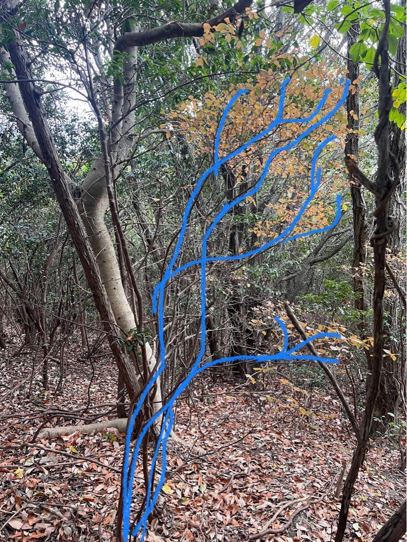 現品　ミツバツツジ　自然樹形　株立　2mほど　山採り 004